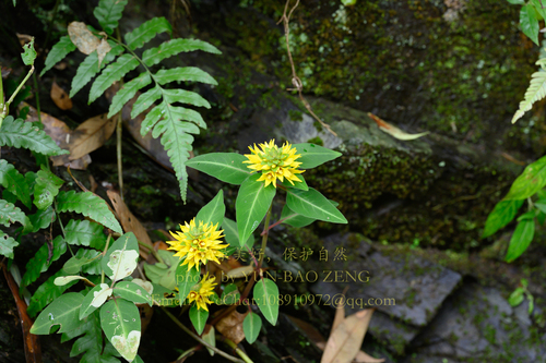Lysimachia alfredi