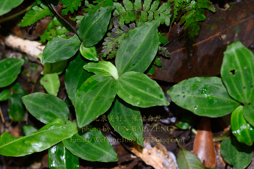 Leafy Rattlesnake Plantain