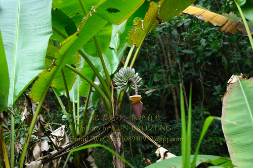 Yunnan banana