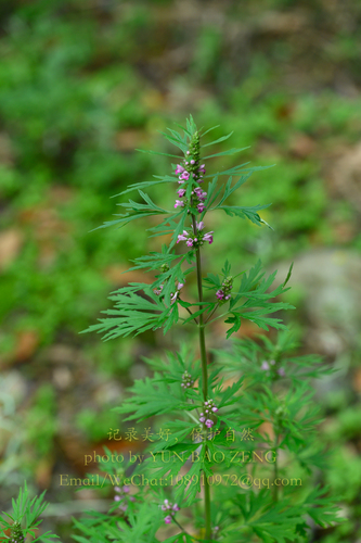 Chinese motherwort