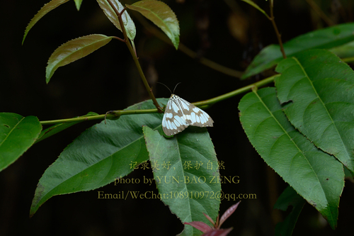 Marbled White Moth