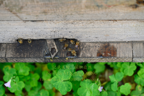 Asian Honey Bee