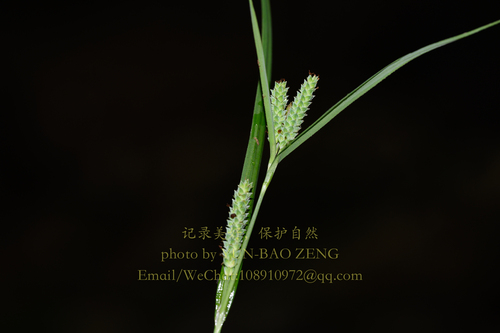 Carex maculata