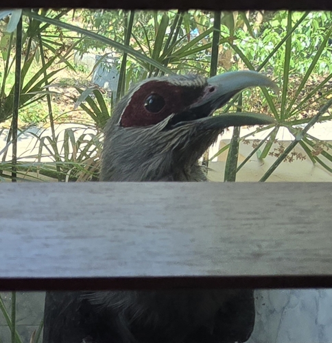 Green-billed Malkoha