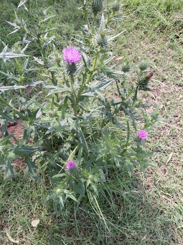 Bull Thistle