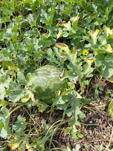 Fodder Melon