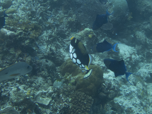 Balistoides conspicillum
