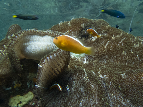 Amphiprion sandaracinos