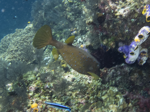 Ostracion cubicum