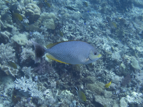 Siganus javus