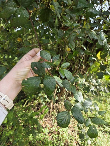 Bushman Grape