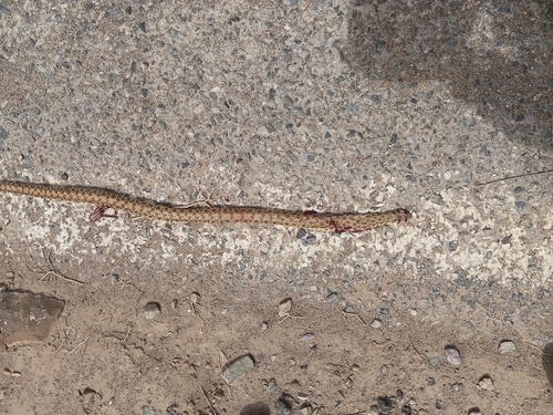 Moila Snake