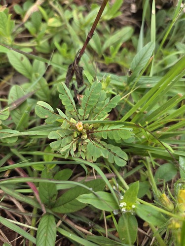 Biophytum umbraculum