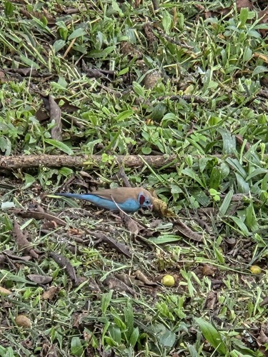 Red-cheeked Cordonbleu