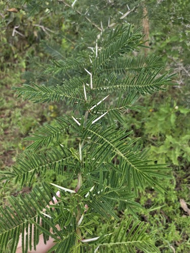 Paperbark Thorn