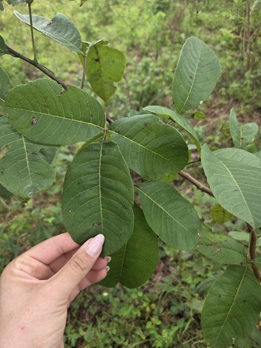 Searsia anchietae