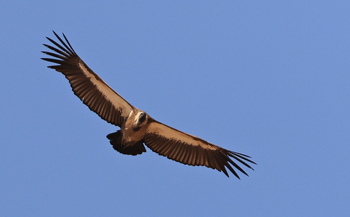 White-backed Vulture