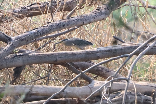 Little Heron