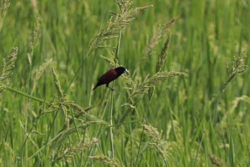 Chestnut Munia