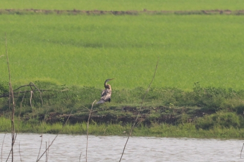 Oriental Darter