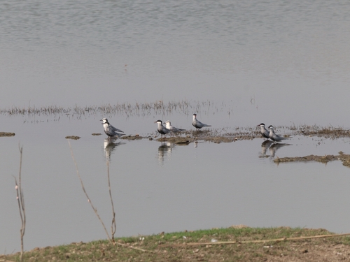 Whiskered Tern