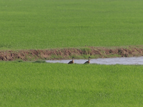 Lesser Whistling-Duck