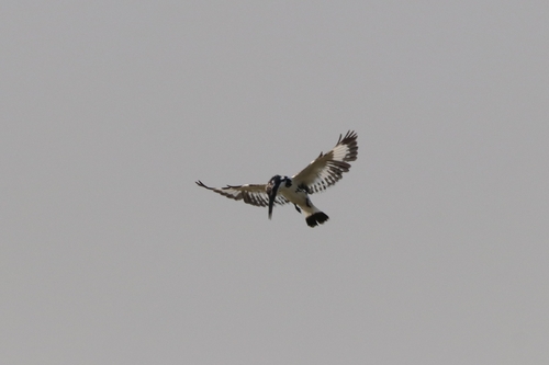Pied Kingfisher