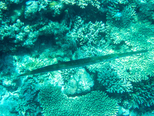 Fistularia commersonii