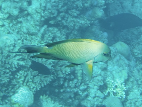 Ctenochaetus striatus
