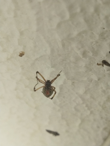 Brown Widow
