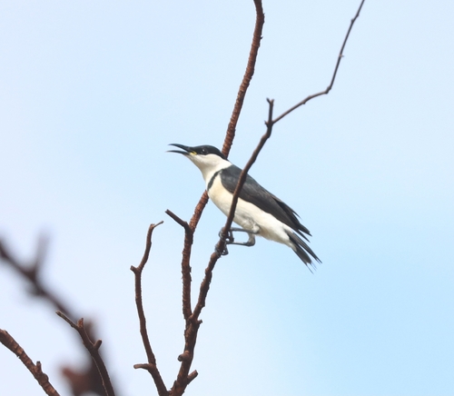 Banded Honeyeater