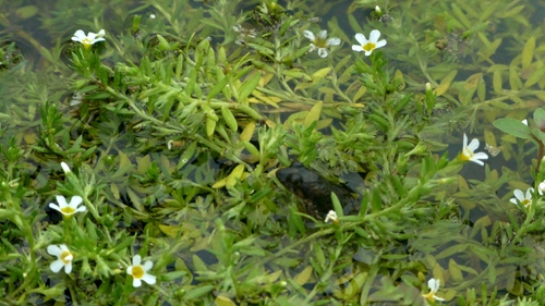 Cope's Swamp Froglet