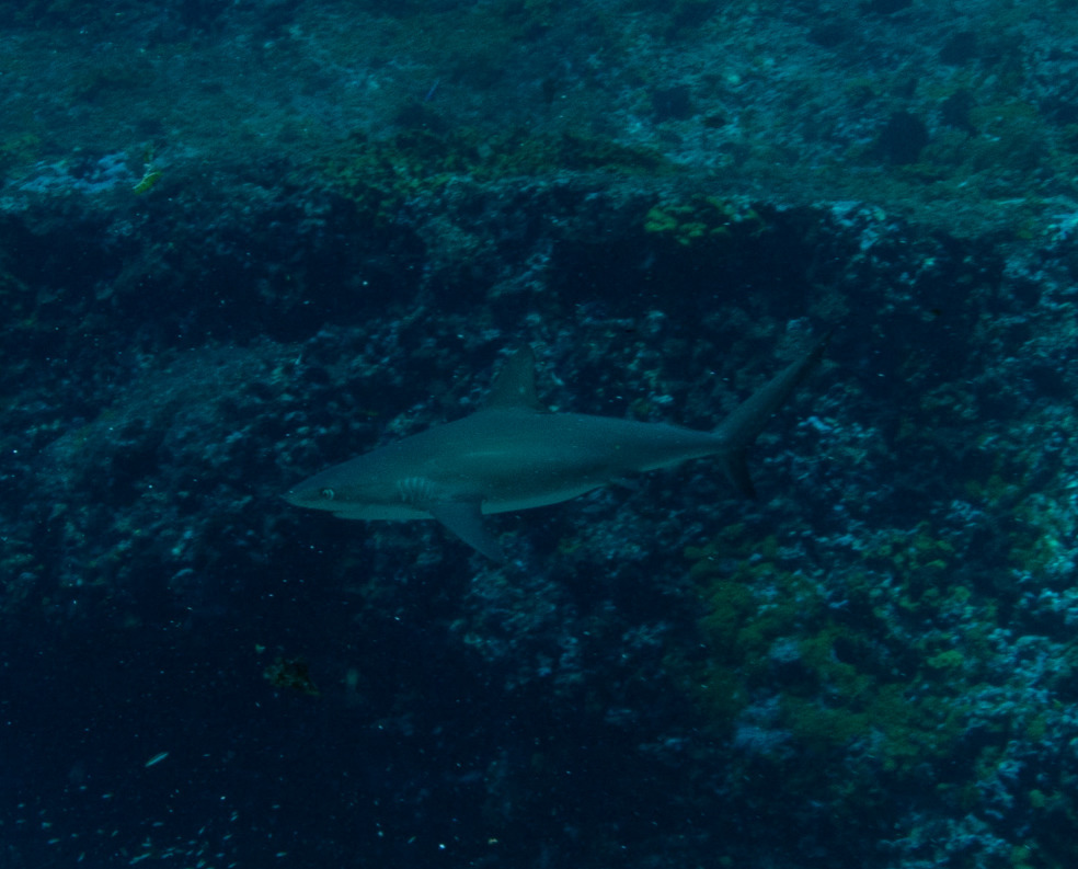 Caribbean reef shark