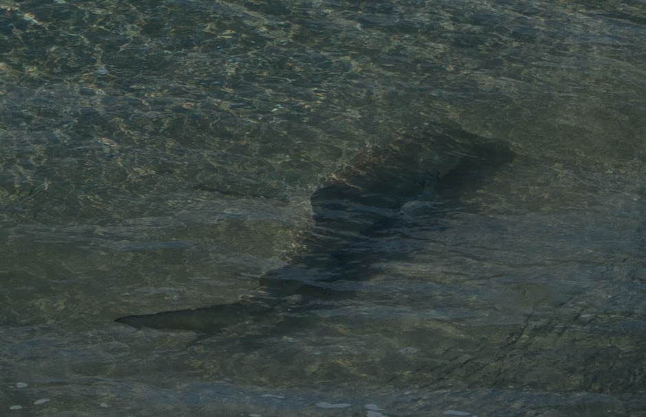 Lemon shark