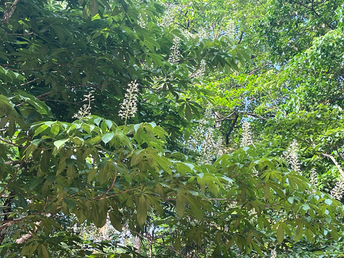 Assam Buckeye