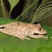 Quevedo Snouted Tree Frog - Photo (c) Paul Maier, all rights reserved, uploaded by Paul Maier
