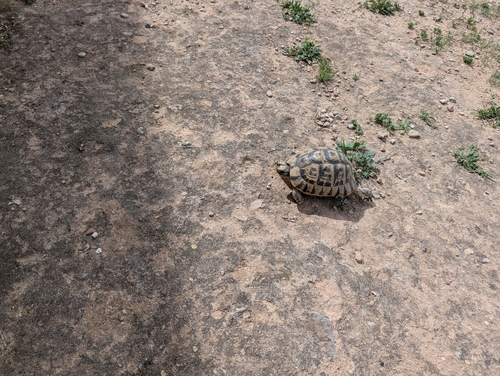 Greek Tortoise