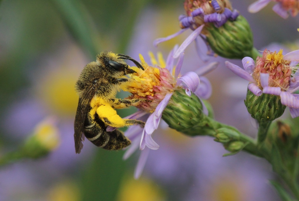 Colletes compactus compactus from Malden, Windsor, ON, Canada on ...