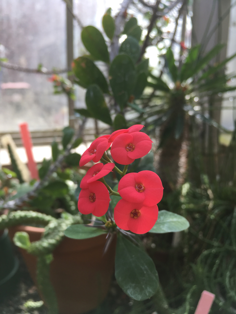 Euphorbia splendens  iNaturalist