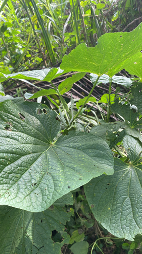 pariparoba
