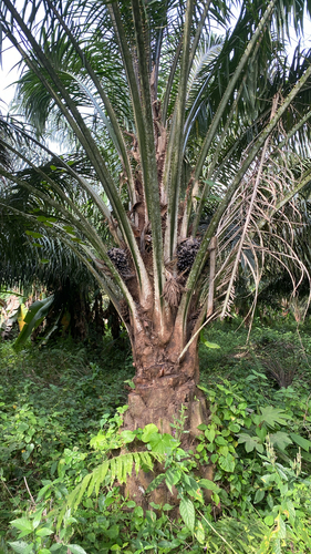 African oil palm