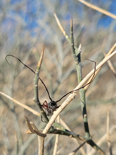 iNaturalist observation photo of Double-banded Bycid