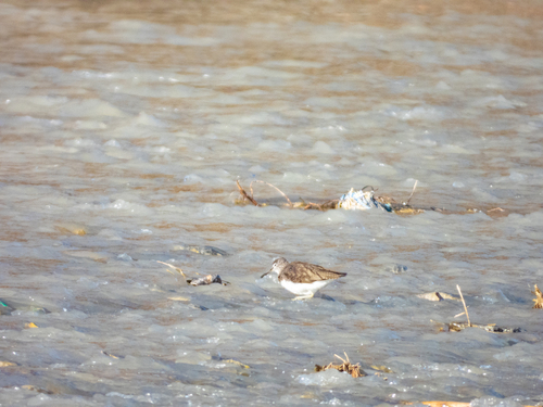 Green Sandpiper