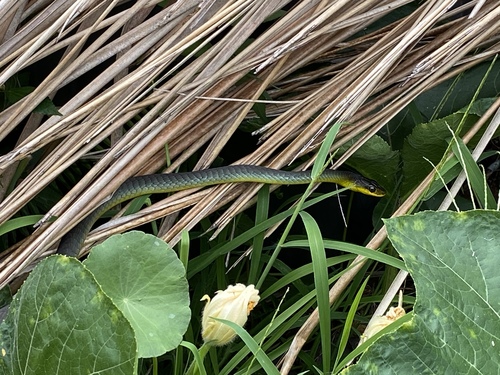 Common Tree Snake sighting