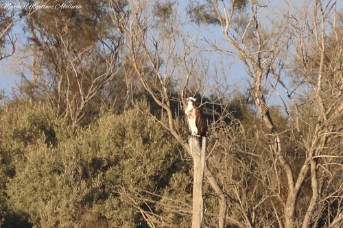 Avistamiento Águila pescadora (Marismas Tinto-Odiel)