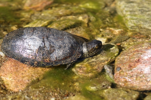 Emys orbicularis