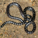 Serpiente de Manglar de Cantor - Photo (c) Paul Freed, todos los derechos reservados, subido por Paul Freed