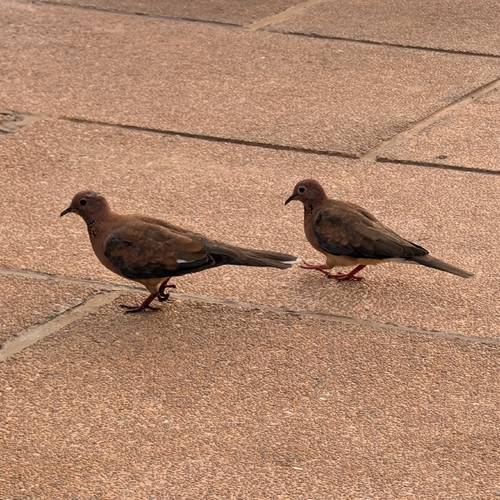 Laughing Dove