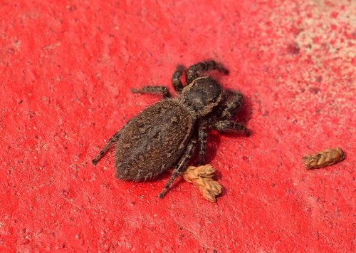 Phidippus cerberus