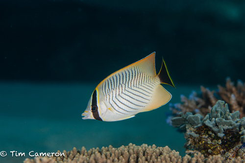 Chaetodon trifascialis